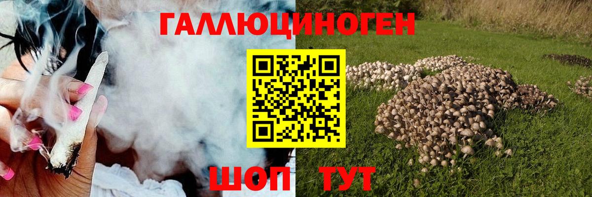 Галлюциногенные грибы Psilocybe Усть-Илимск